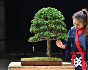 Bonsai ID572 : Hinoki