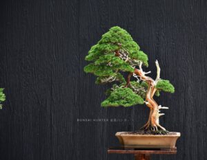 บอนไซ​ 588 : สน Shimpaku (Kishu) - 50ปี - Image 2