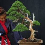 Bonsai ID580 : บอนไซสน Shimpaku (Kishu)