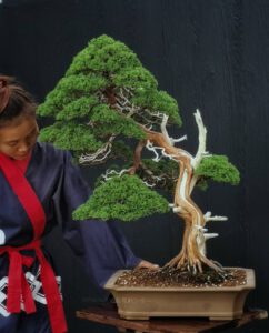 Bonsai ID580 : บอนไซสน Shimpaku (Kishu)