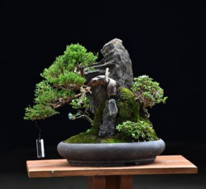 Bonsai ID577 : บอนไซสน Itoigawa Shimpaku