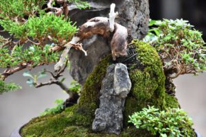 Bonsai ID577 : บอนไซสน Itoigawa Shimpaku - Image 5