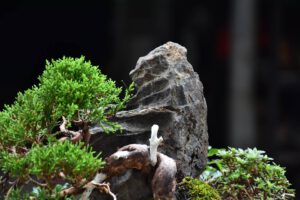 Bonsai ID577 : บอนไซสน Itoigawa Shimpaku - Image 4
