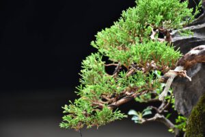 Bonsai ID577 : บอนไซสน Itoigawa Shimpaku - Image 3