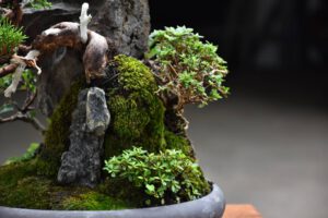Bonsai ID577 : บอนไซสน Itoigawa Shimpaku - Image 2