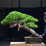 Bonsai ID579 : บอนไซสน Sonare