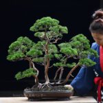 Bonsai ID573 : บอนไซสน Shimpaku