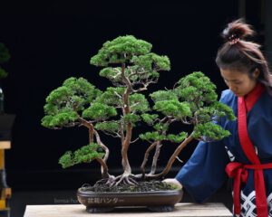 Bonsai ID573 : บอนไซสน Shimpaku