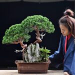 Bonsai ID581 : บอนไซสน Shimpaku (Kishu)