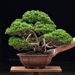 Bonsai ID578 : บอนไซสน Itoigawa Shimpaku