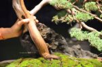 Tree ID 212 : Shimpaku - Image 5