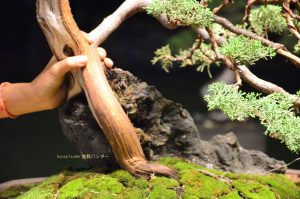 Tree ID 212 : Shimpaku - Image 5