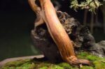 Tree ID 212 : Shimpaku - Image 4