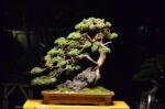 Tree ID 212 : Shimpaku - Image 3
