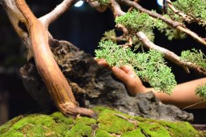 Tree ID 212 : Shimpaku - Image 2