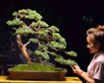 Tree ID 212 : Shimpaku
