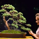 Tree ID 212 : Shimpaku