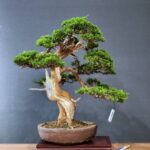 ID818: Ito Shimpaku, Slanted style, 50 yrs old