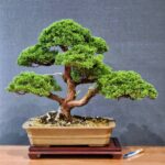 บอนไซ ID820: Kishu Shimpaku - Slanted Style