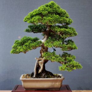 บอนไซ ID819: Itoigawa Shimpaku