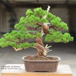 Tree ID 155 : Itoigawa Shimpaku