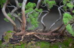 Tree ID 135 : Itoigawa Shimpaku-material - Image 3