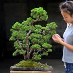 Tree ID 131 : Itoigawa shimpaku
