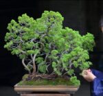 Tree ID 135 : Itoigawa Shimpaku-material