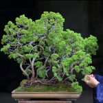 Tree ID 135 : Itoigawa Shimpaku-material