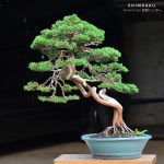 Tree ID 132 : Shimpaku