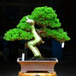 Code 014 : Itoigawa Shimpaku