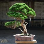 Tree ID 191 : Itoigawa Shimpaku