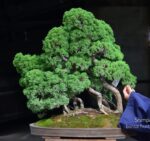 Tree ID 136 : Itoigawa Shimpaku-material