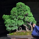 Tree ID 136 : Itoigawa Shimpaku-material
