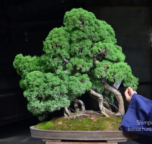 Tree ID 136 : Itoigawa Shimpaku-material