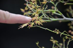 Code 100 : Japanese Maple - Image 7