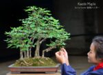Code 117 : Japanese Maple (Kaede) - Image 2