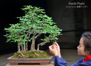 Code 117 : Japanese Maple (Kaede) - Image 2