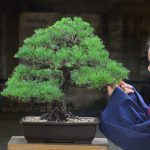 Tree ID 129 : Japanese Blackpine