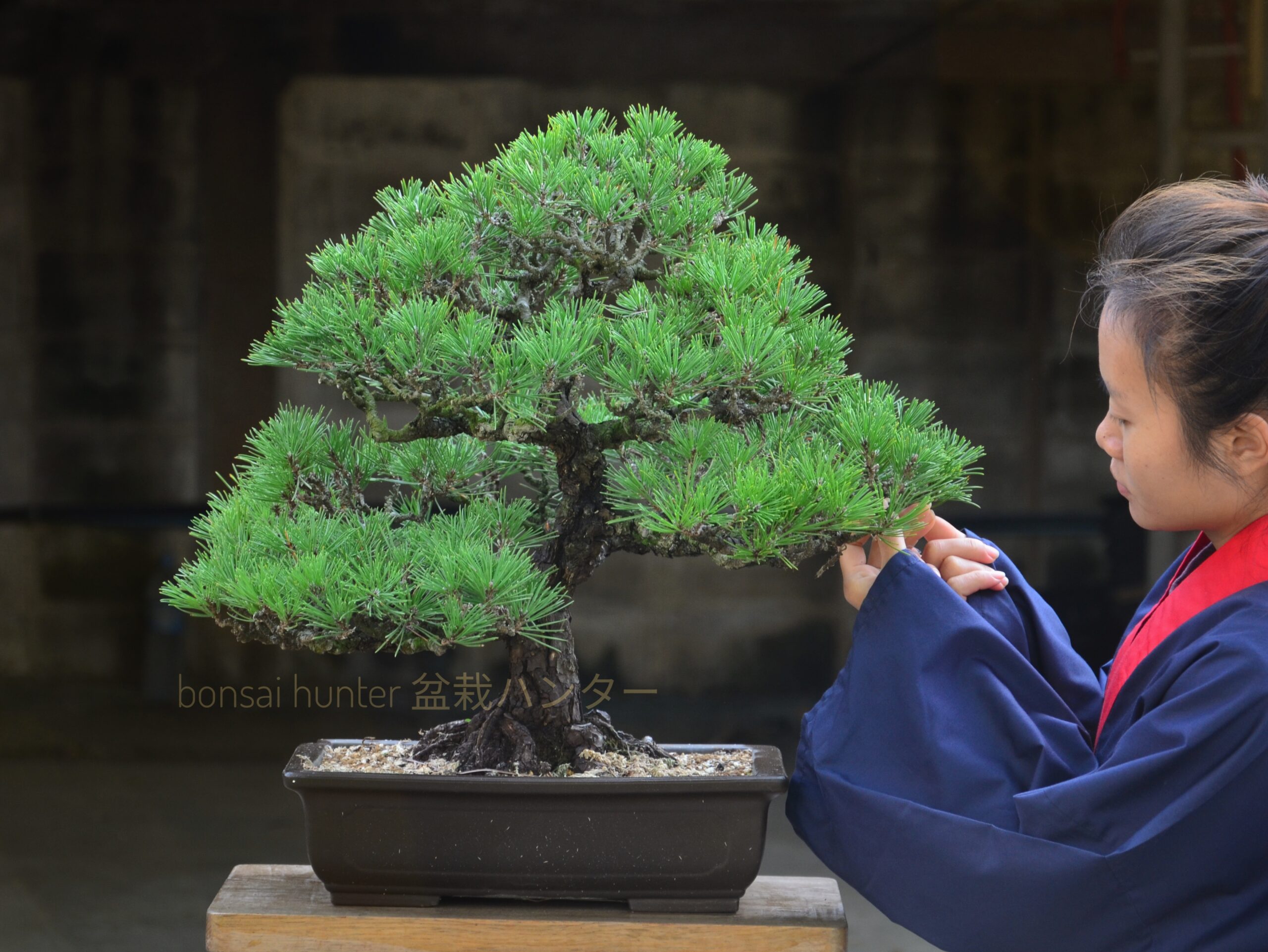 DSC_0035 (1)-01 Tree ID 129 : Japanese Blackpine - Image 1