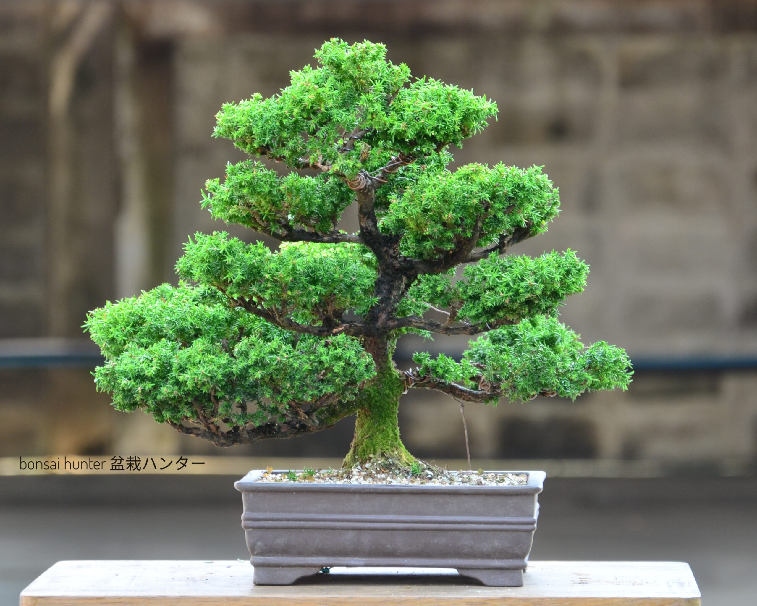 DSC_0040-03 Tree ID 130 : Sugi - Image 1