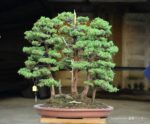 Tree ID 133 : Tosho - Image 2