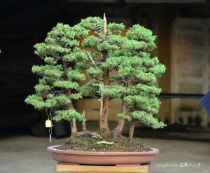 Tree ID 133 : Tosho - Image 2