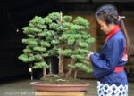 Tree ID 133 : Tosho