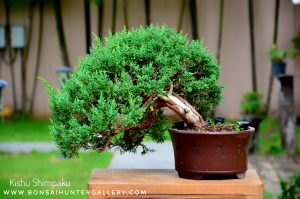 Code 101 : Kishu Shimpaku - Image 2