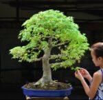 Code 100 : Japanese Maple