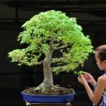 Code 100 : Japanese Maple