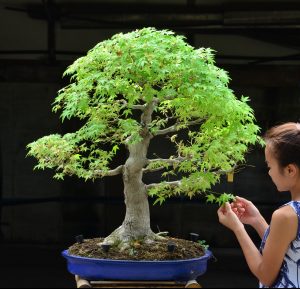 Code 100 : Japanese Maple