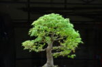 Code 100 : Japanese Maple - Image 8