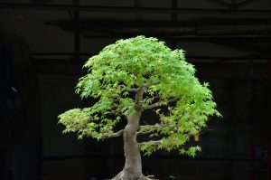 Code 100 : Japanese Maple - Image 8